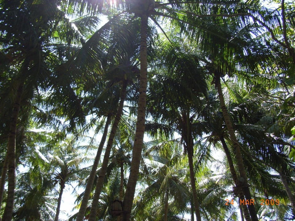 Palmenwald Summer Island Maldives