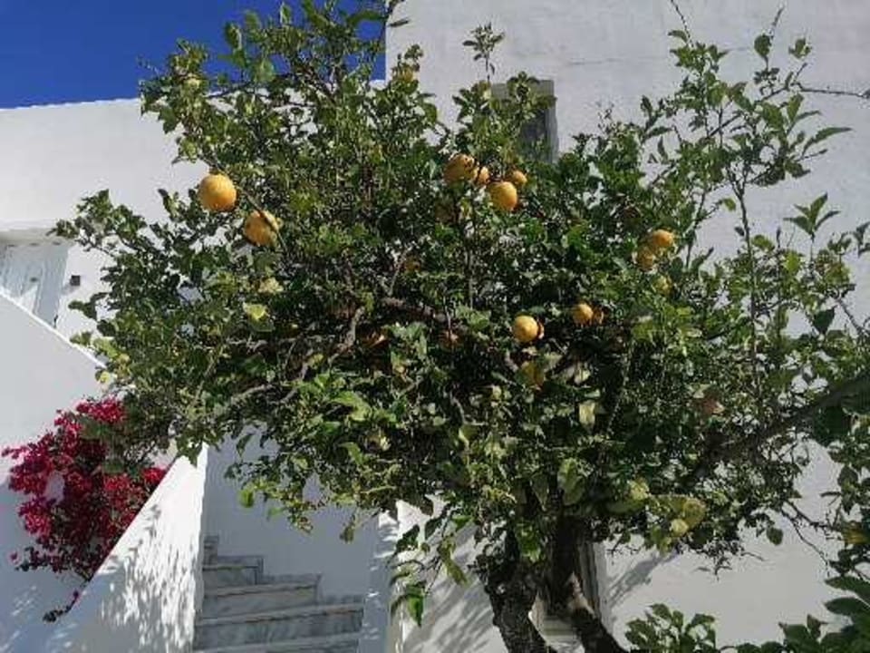 Außenansicht Summer Village of Hippokrates - Adults only