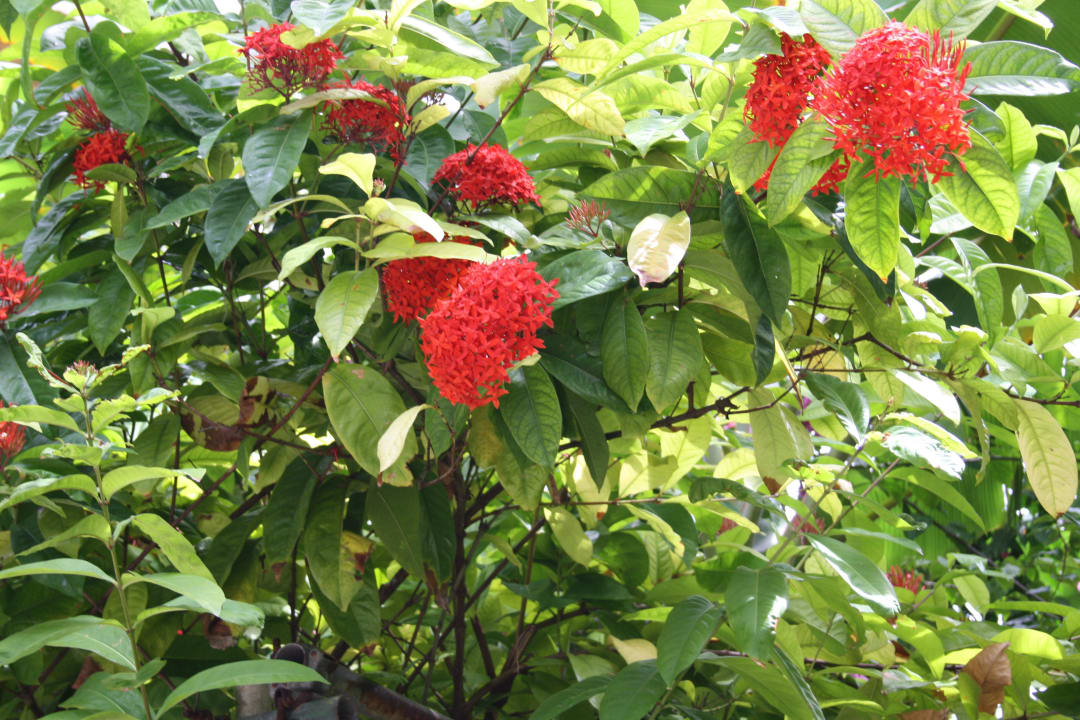 Die Flora von Kuramathi Kuramathi Maldives