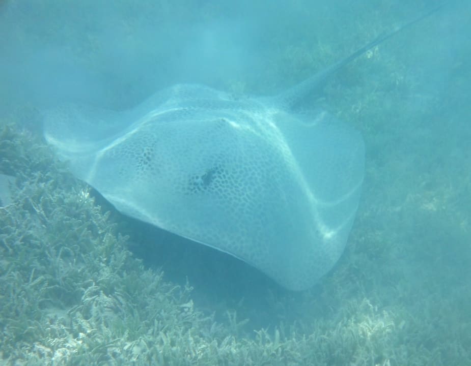 Strand Jaz Makadi Oasis Resort