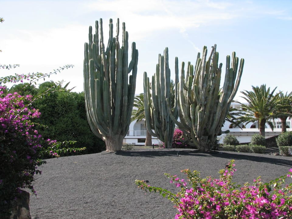 Garten liegt zwischen Hotel und Apartments Relaxia Olivina