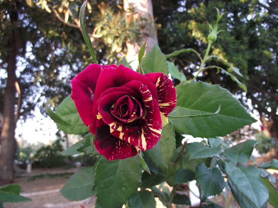 Überall Blumen - im gesamten Innenbereich Hotel A.N.S.M.I. Mount of Beatitudes