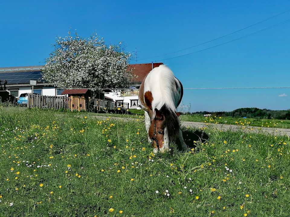 Sonstiges Ferienhof Babel