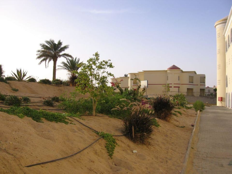 Rośliny dopiero rosną Siva Golden Bay Makadi