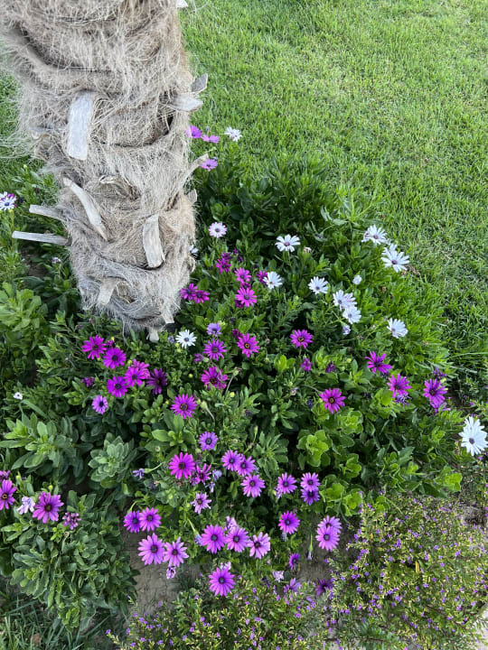 Gartenanlage Seaden Quality Resort & Spa