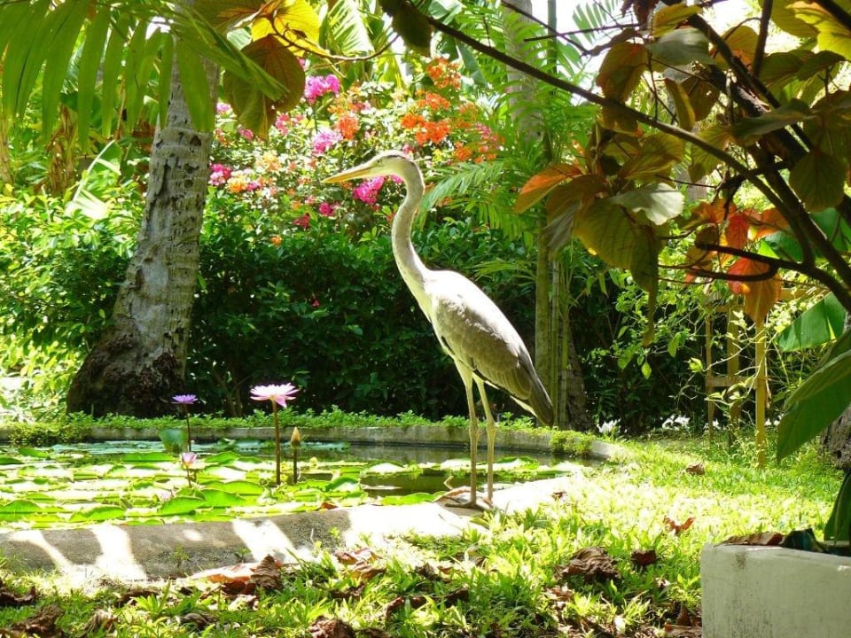 Graureiher an einem der Teiche Thulhagiri Island Resort