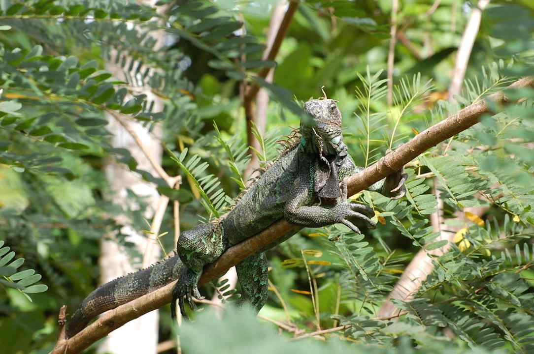 Leguan auf dem Grundstück der Pousada Pousada Bela Vista