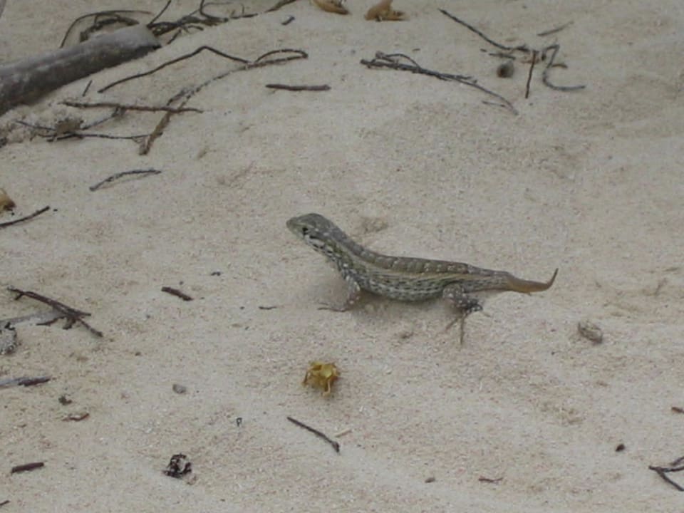 Das ist "Fritz" Grand Palladium Select Bávaro Resort & Spa