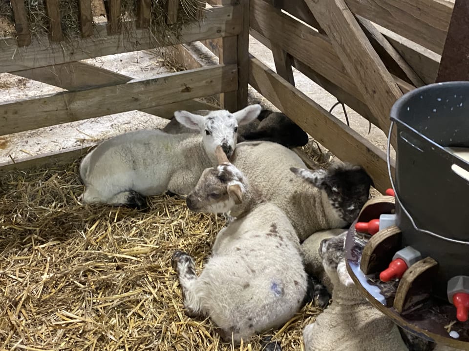 Sonstiges Ferienhof Landfrieden