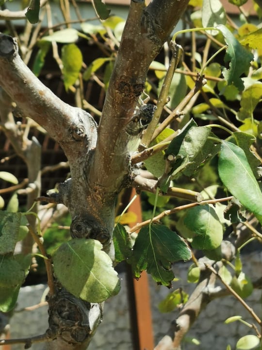 Gartenanlage SENTIDO Port Royal Villas & Spa