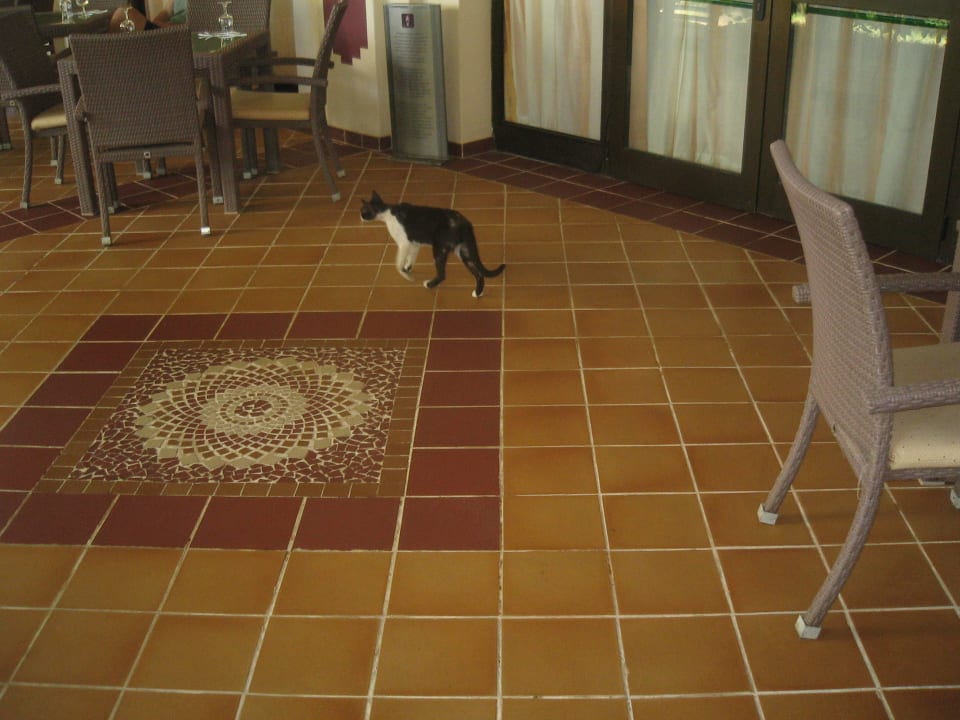 Restaurant Katze Hotel Riu Karamboa