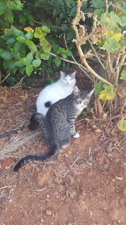 Sonstiges Bella Beach Hotel