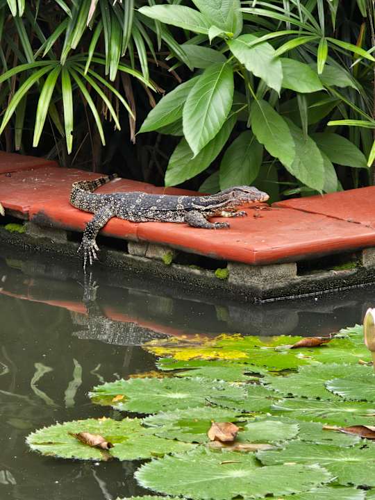 Gartenanlage Anantara Riverside Bangkok Resort