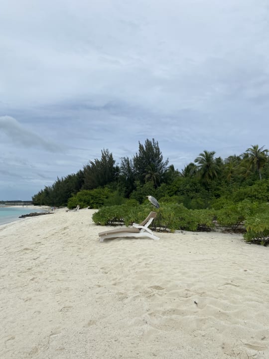 Strand Summer Island Maldives