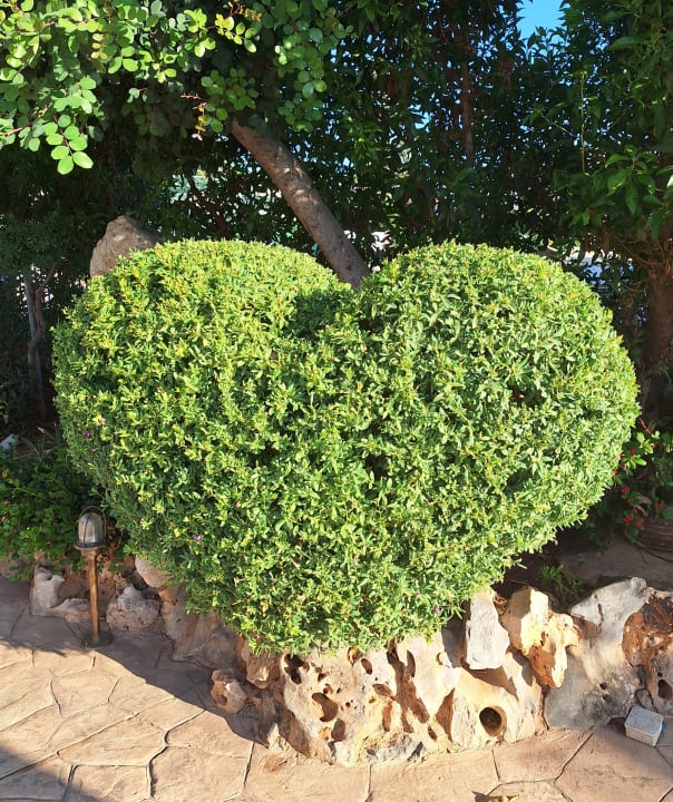 Gartenanlage Cactus Royal