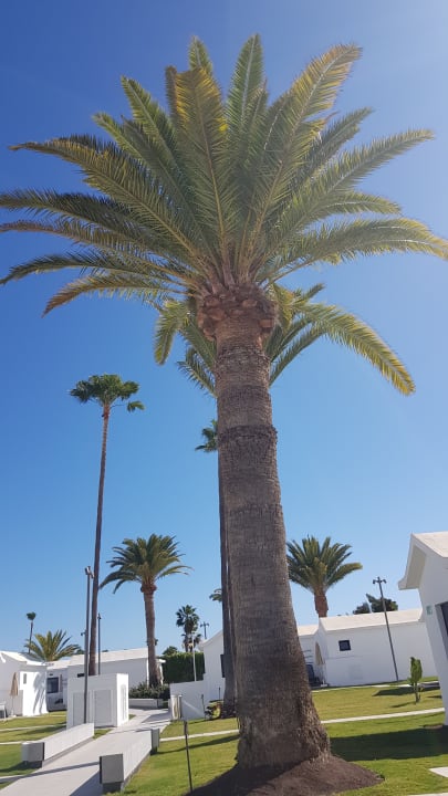 Gartenanlage Club Maspalomas Suites & SPA