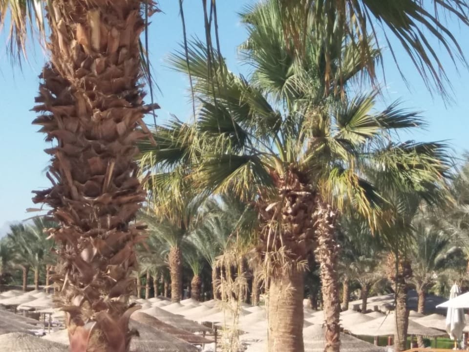 Ausblick Jaz Makadi Oasis Resort