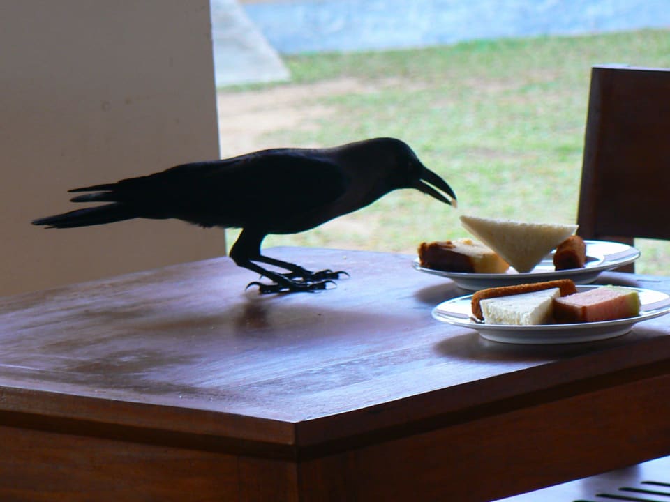 Freche, hungrige Dohle Turyaa Kalutara