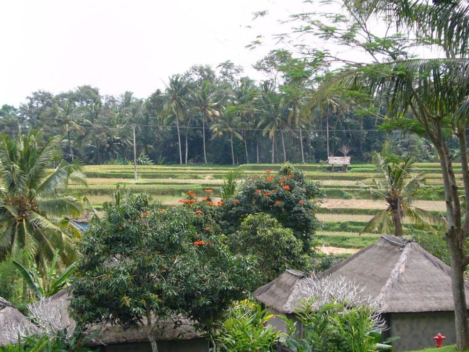Schöner Ausblick in die Natur Maya Ubud Resort & Spa Bali