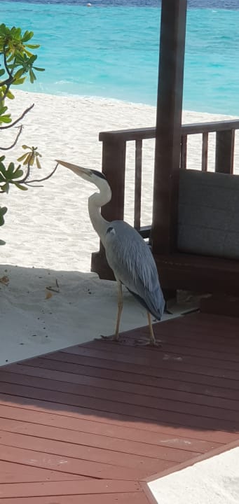 Sonstiges Banyan Tree Vabbinfaru