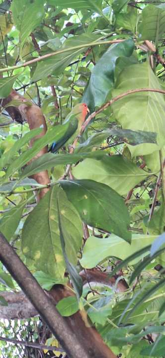 Gartenanlage Adaaran Select Meedhupparu Island Resort - Premium All Inclusive