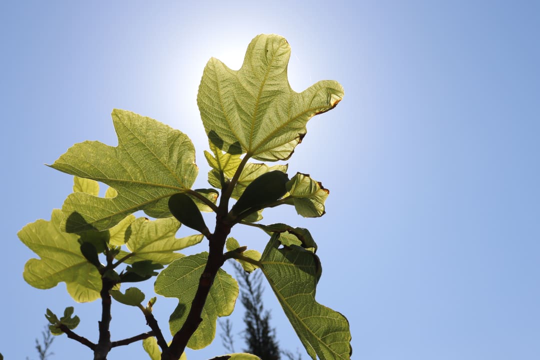 Gartenanlage Hotel Bahia del Sol