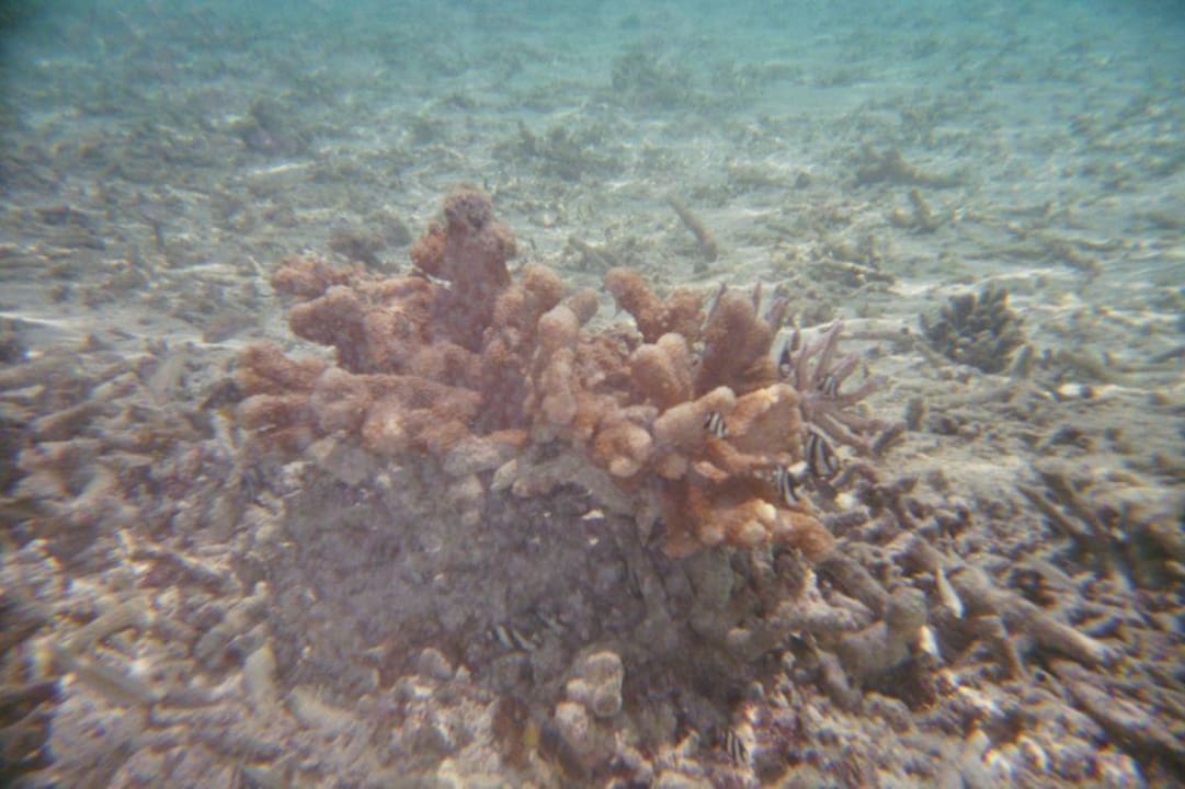 Unterwasserwelt Adaaran Select Hudhuran Fushi - Premium All Inclusive