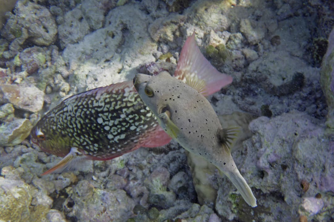 Kofferfisch Adaaran Select Meedhupparu Island Resort - Premium All Inclusive