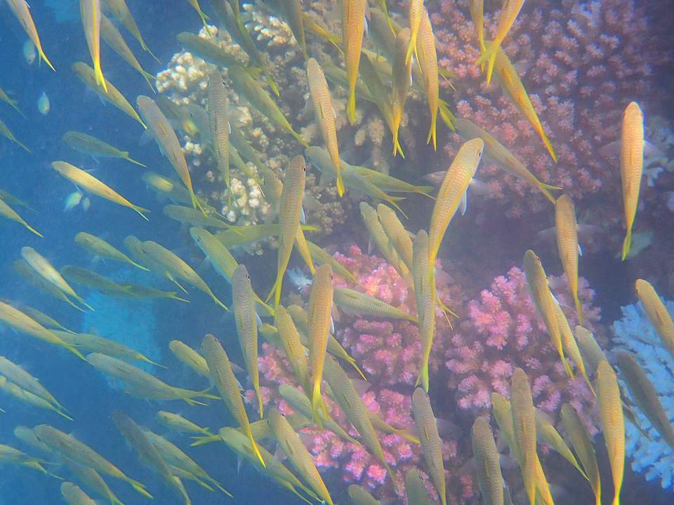 Sonstiges Shams Alam Beach Resort