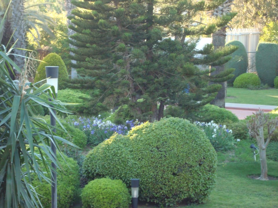 Garten Side Star Elegance