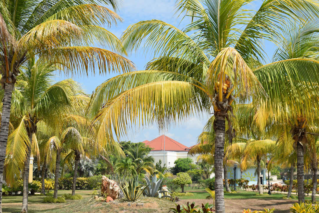 Ogród Resonance Musique Varadero