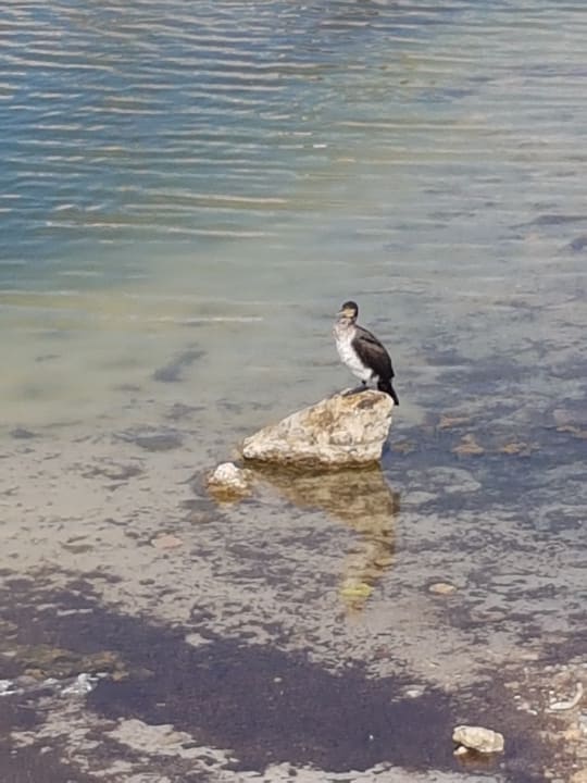 Strand Hipotels Mediterraneo Club