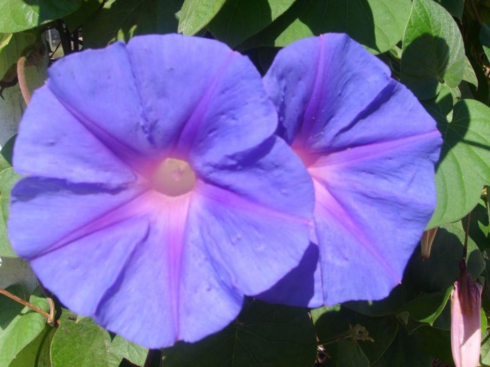 Gartenschönheit Hotel Marin