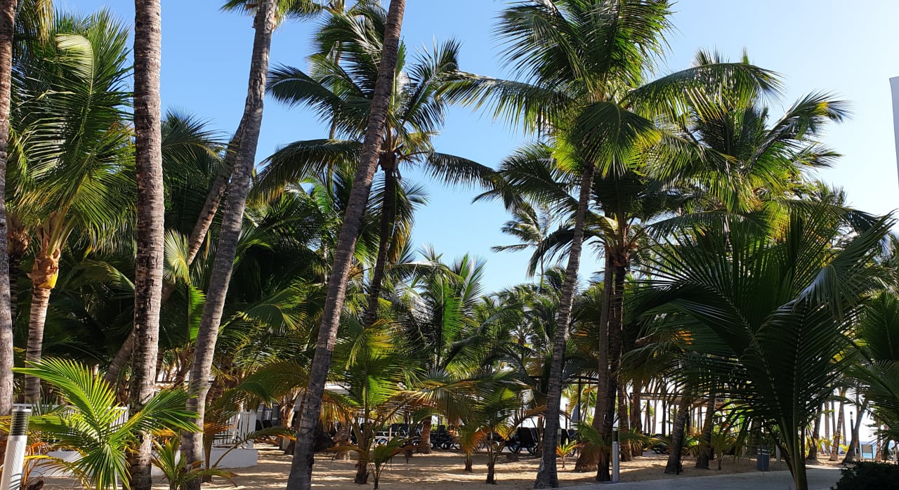 Gartenanlage Hotel Riu Bambu