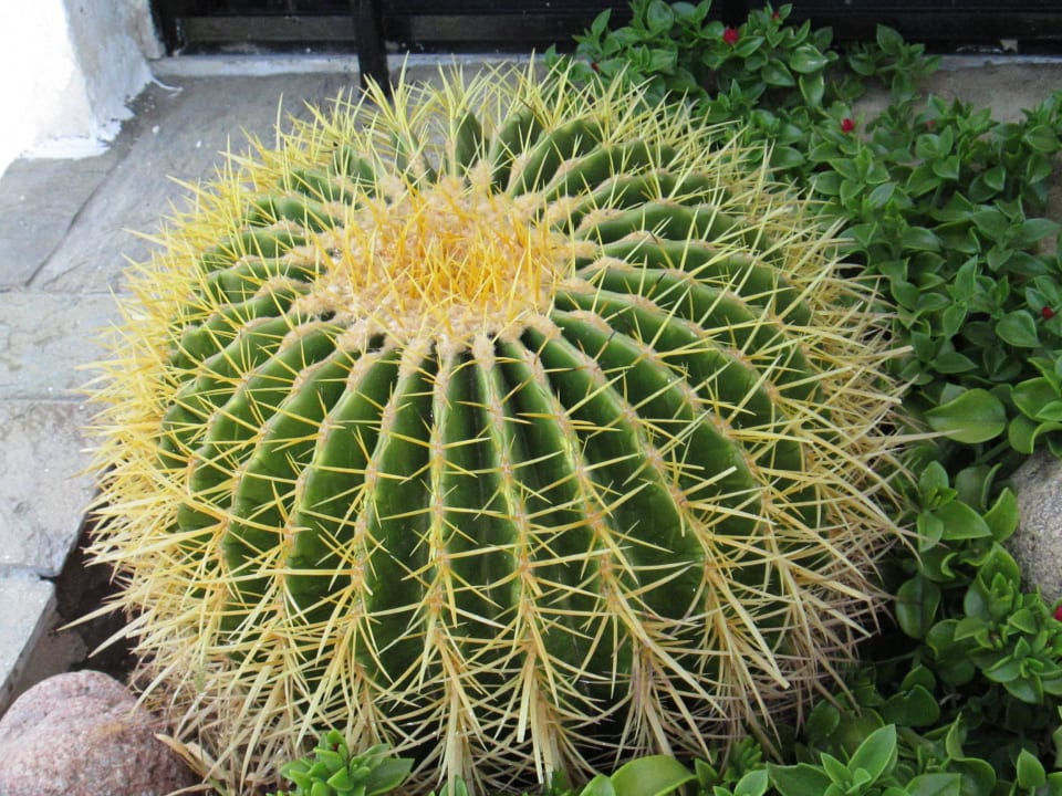 Огромный кактус! Marlin Inn Azur Resort