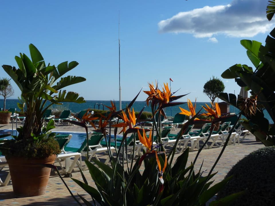 Die Strelizien beim Pool Hotel MS Amaragua