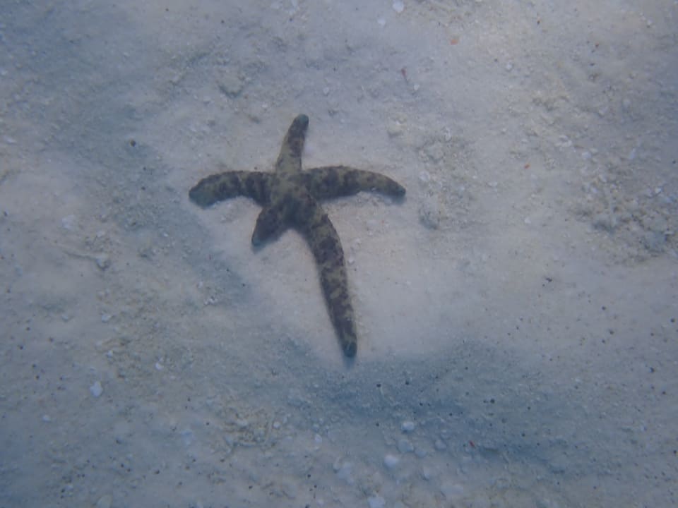 Sport & Freizeit Adaaran Select Meedhupparu Island Resort - Premium All Inclusive