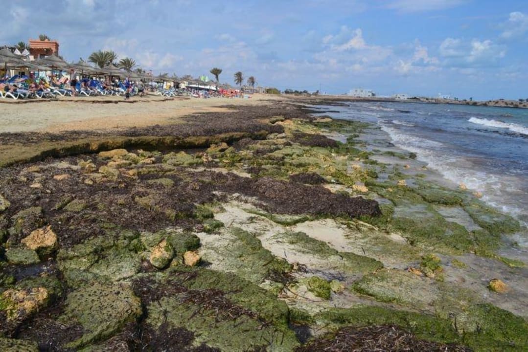 Unser Hotelstrand bei Ebbe Vincci Safira Palms