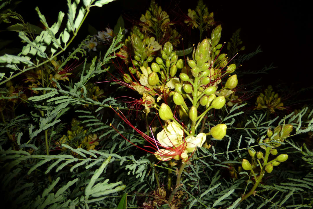 Bunte Blüten Pickalbatros Jungle Aqua Park Resort - Neverland Hurghada