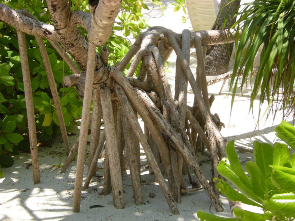Luftwurzeln Angaga Island Resort
