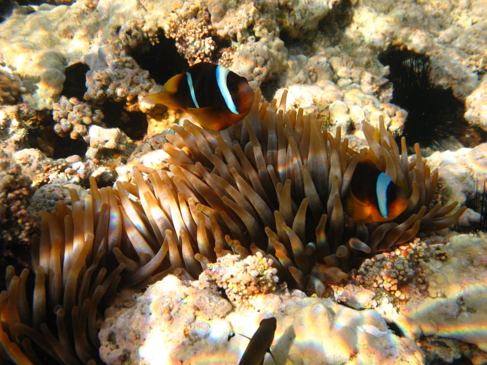 2 Stella Beach Resort & Spa Makadi Bay