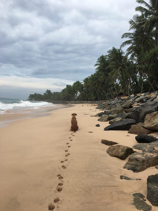 Strand Hotel Haus am Meer Wilde Ananas