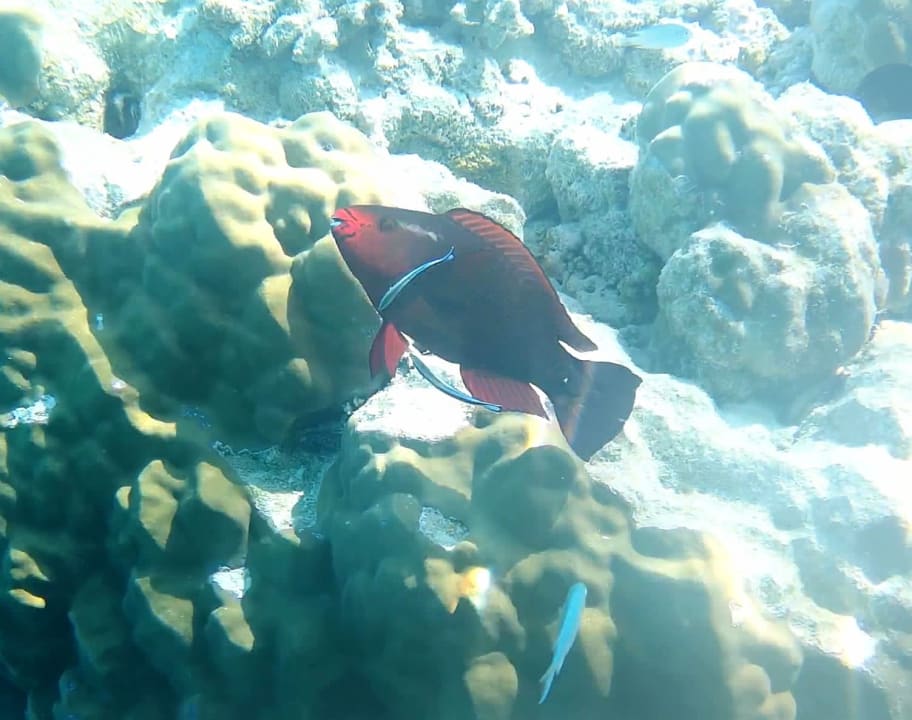 Sport & Freizeit Hotel Riu Palace Maldivas