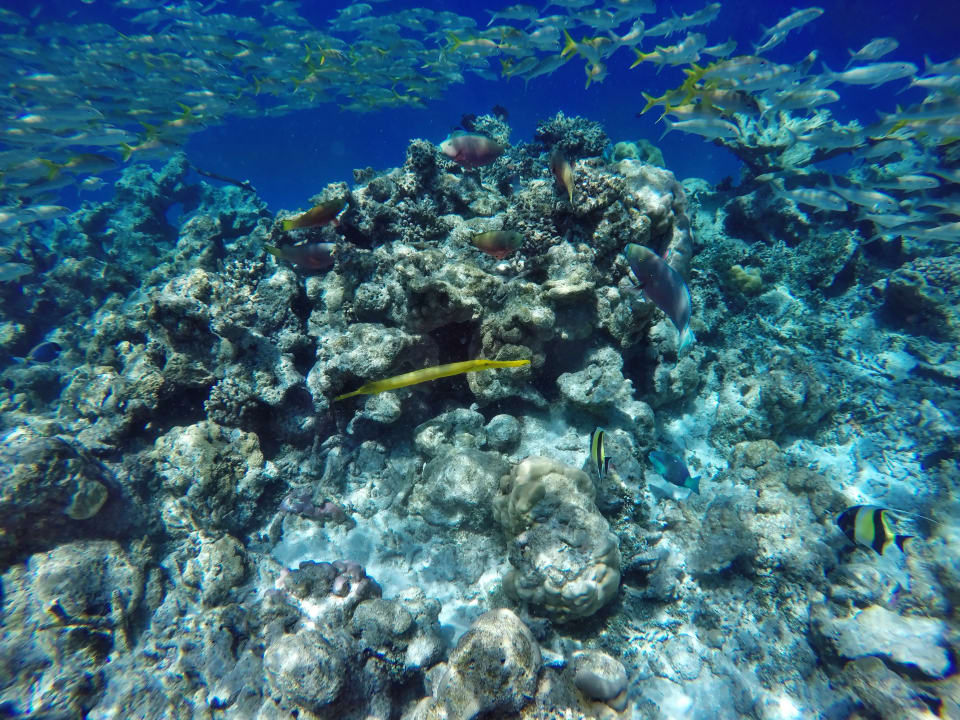 Großschulen - Meerbarben, Halfterfische, Trompetenfisch NH Collection Maldives Havodda Resort