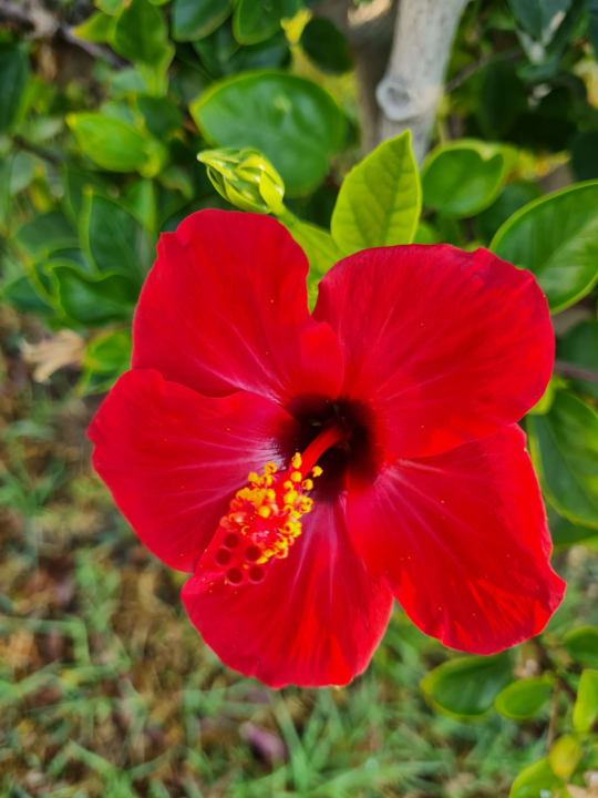 Gartenanlage Civitel Creta Beach