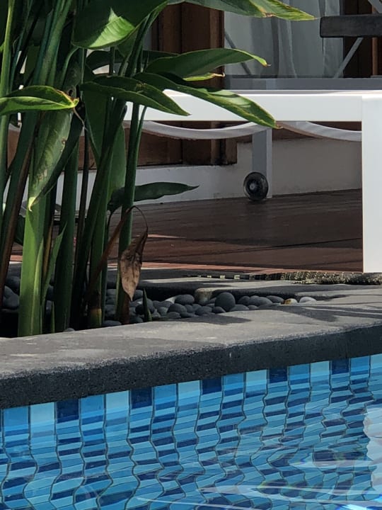 Pool Paradisus by Melia Bali