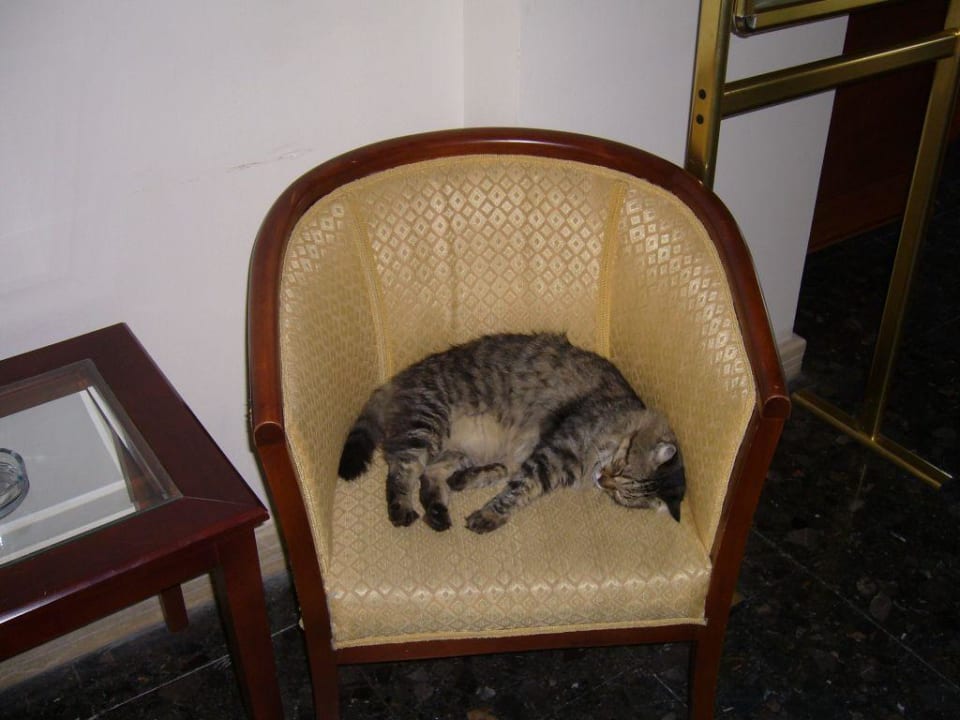 Stammplatz der Katzen Prime Beach Hotel