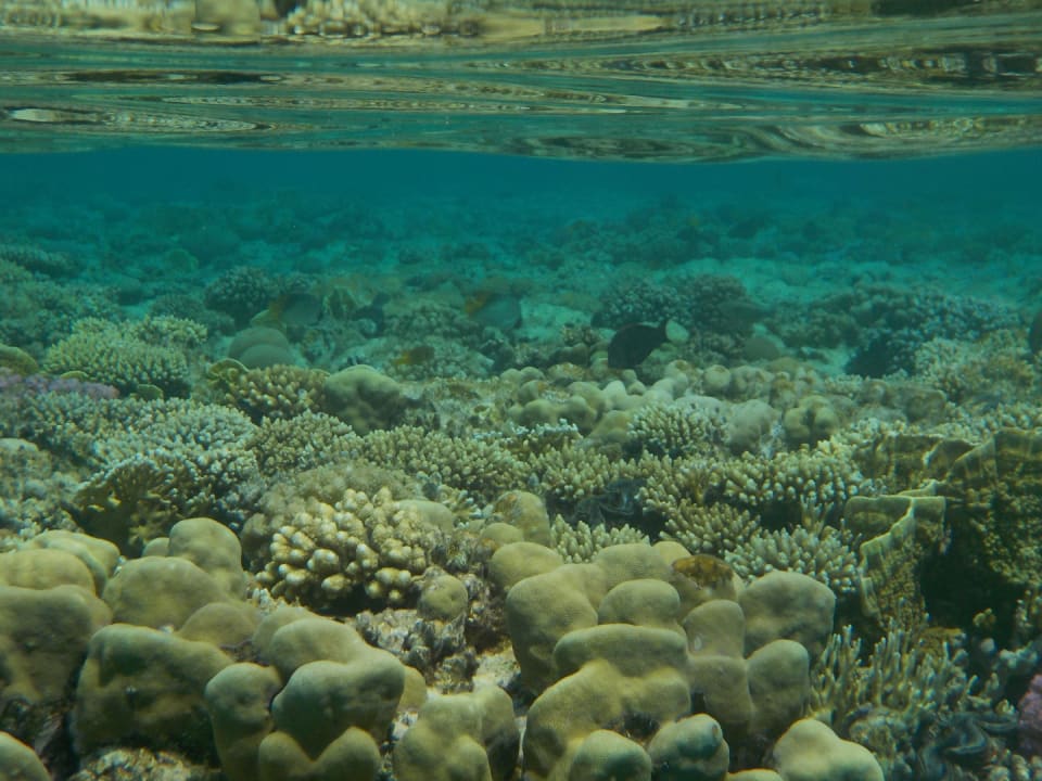 Sport  & Freizeit SENTIDO Reef Oasis Resort