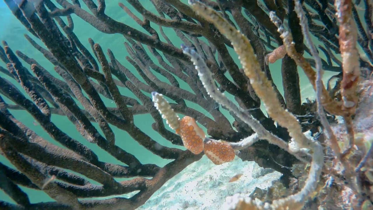 Sport & Freizeit Akumal Bay Beach & Wellness Resort