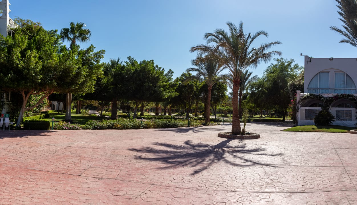 Gartenanlage Desert Rose